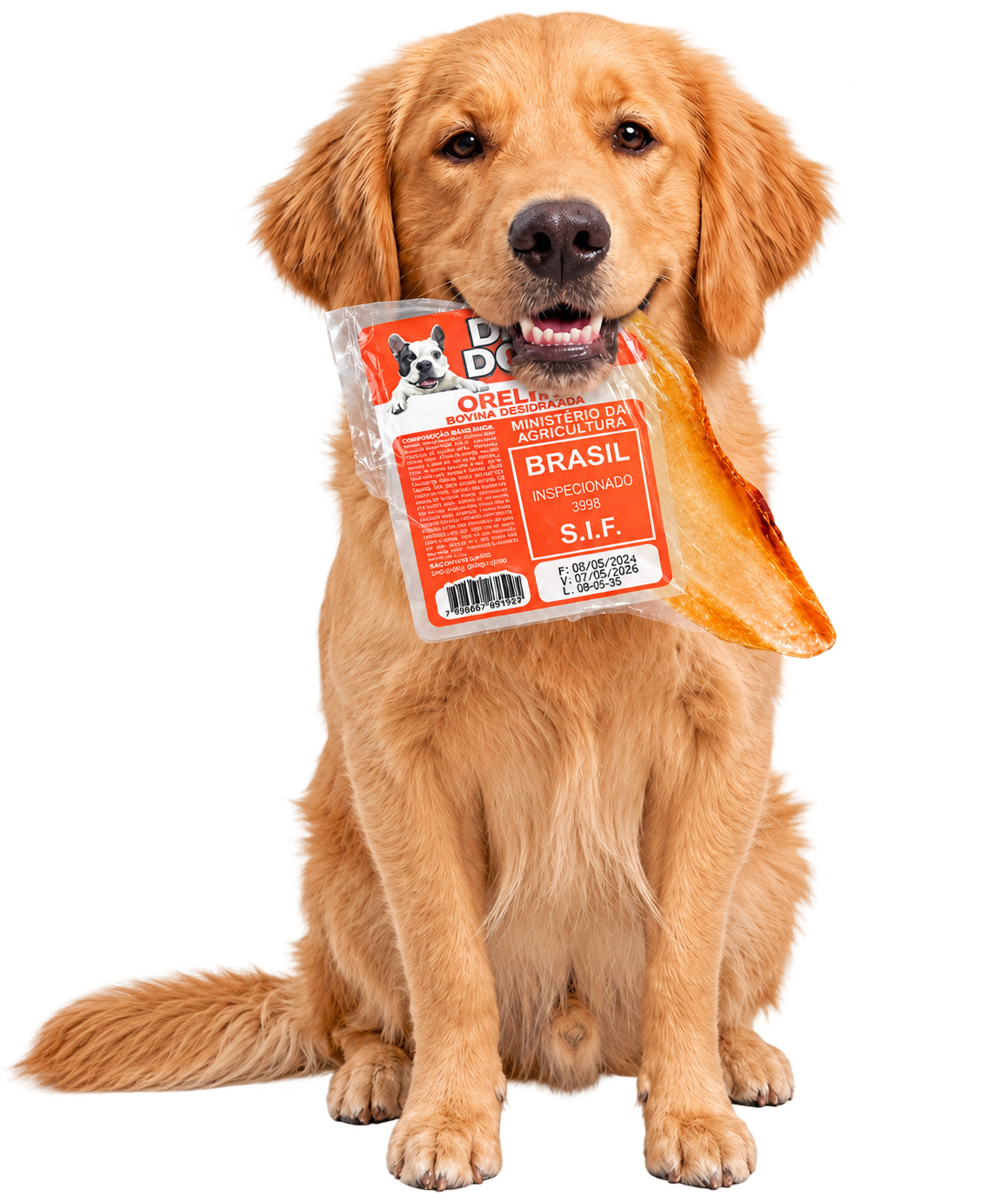 Golden Retriever segurando uma orelha bovina Patamix